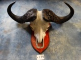 Big! 42 1/2 inch Cape Buffalo Skull on Panel