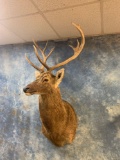 Barasingha Deer shoulder mount (Texas Residents Only!!)