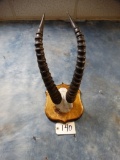 Tiang Antelope Horns on Panel