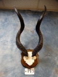 Ex- Large Lesser Kudu Horns on Plaque