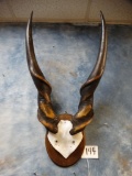 Livingstone Eland Horns on Panel