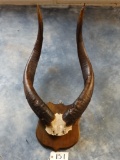 Very Rare! World Record Kenyan Eastern Moountain Bongo Horns on Panel