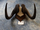 Black Wildebeest Horns on Plaque