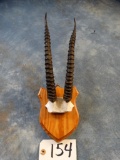 Thompson's Gazelle Horns on Plaque