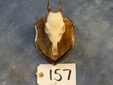 Blue Duiker Skull on Plaque