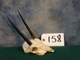 Steinbuck Antelope Skull