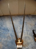 40 inch Kalahari Gemsbuck Horns on Plaque