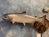 Monster 43 inch Alaskan King Salmon Fish Mount