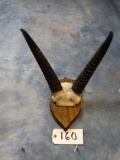 African Common Reedbuck Horns on Plaque