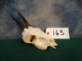 West African Bush Duiker Skull