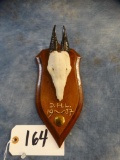 # 5 Rare Black Fronted Duiker Horns on Plaque
