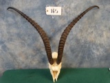 # 5 All Time Roberts Gazelle Skull