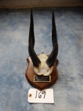 East African (Masai) Bushbuck Horns on Plaque