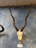Addax Antelope Skull