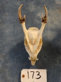 Gold Medal Record Reeve's Muntjac Complete Skull