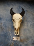 Rare! Dwarf Forest Buffalo Cow Skull