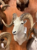 Gorgeous Alaskan Dall Sheep shoulder mount