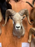 Rocky Mountain Bighorn Sheep shoulder mount