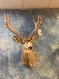 Tall Desert Mule Deer shoulder mount