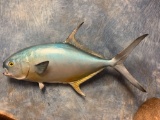 31 1/4 inch Fiberglass Permit Fish mount