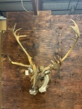 Caribou shoulder mount