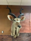 Southern Greater Kudu shoulder mount