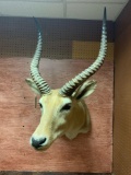 African Red Lechwe shoulder mount (Texas Residents Only!)