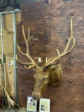 6 x 6 Elk shoulder mount