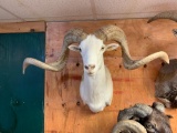 Monster Record Book Texas Dall Sheep shoulder mount