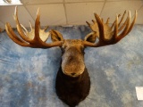 Beautiful Monster 12 x 12 Alaskan Moose shoulder mount