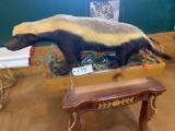 Beautiful Rare African Honey Badger full body mount