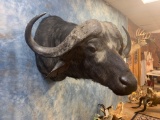Monster African Cape Buffalo shoulder mount