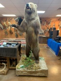 8 1/2 Ft. Interior Grizzly Bear full body mount
