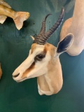 Quality African Common Springbuck Gazelle shoulder mount