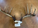 Big South Texas 11 point Whitetail Deer Antlers