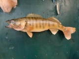 27 1/2 inch Real Skin Walleye Fish Mount