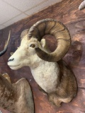 Beautiful Stone Sheep shoulder mount