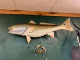 Brand new 36 1/4 inch Reproduction Whole Redfish Saltwater Fish Mount