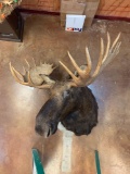Alaskan Moose shoulder mount