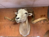 Big Texas Dall Sheep shoulder mount