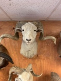 Big Merino Sheep shoulder mount