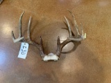 10 point Whitetail Deer Antlers