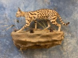 Beautiful African Serval Cat full body mount