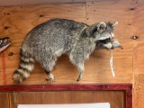 Brand new! Cool Raccoon Hanging on Limb full body mount