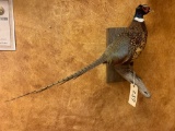 Brand new Ringneck Pheasant full mount