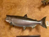 Nice 34 1/4 inch Real Skin King Salmon fish mount