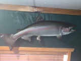 37 1/2 inch Real Skin King Salmon fish mount