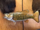 20 3/4 inch Real Skin 5 lb. Smallmouth Bass fish mount