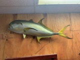 36 1/2 inch Common Jackfish Saltwater fish mount