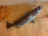 Brand new 27 1/4 inch Speckled Sea Trout Whole Fiberglass Reproduction fish mount